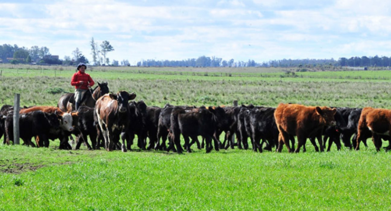 Uruguay busca aumentar producción cárnica ante mayor demanda de exportación establecida en cuota a China