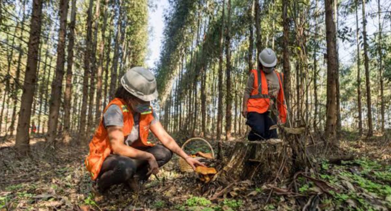 Montes del Plata brindará capacitación por la Ruta del Hongo
