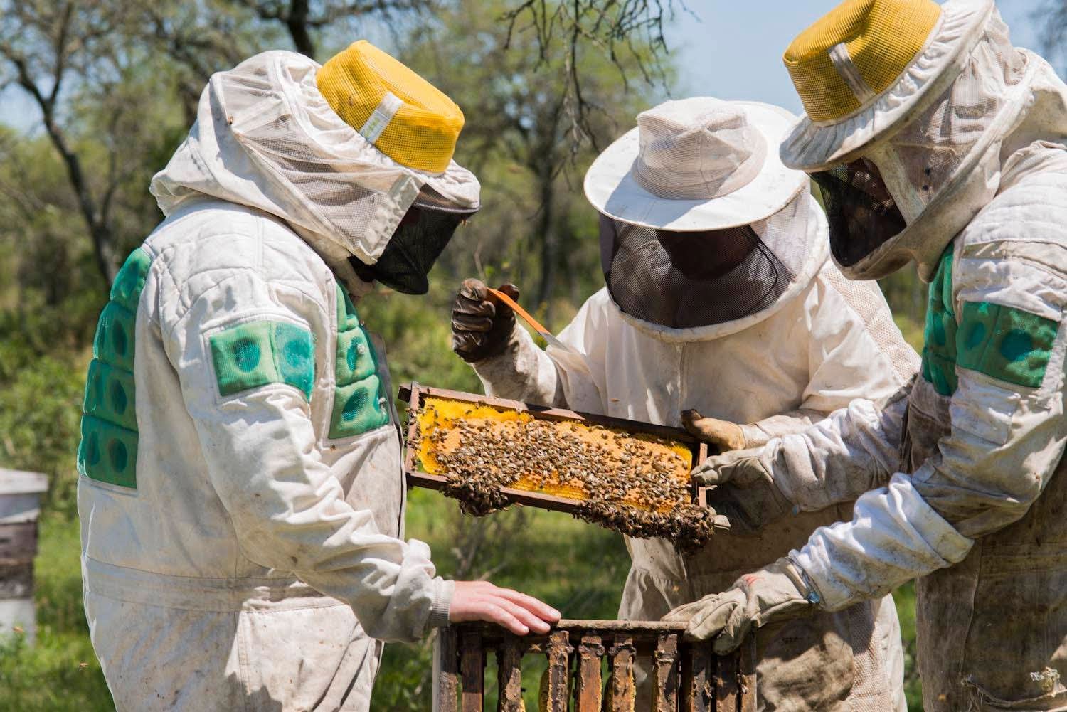 Montes del Plata abrió llamado para instalar colmenas en sus bosques durante 2026
