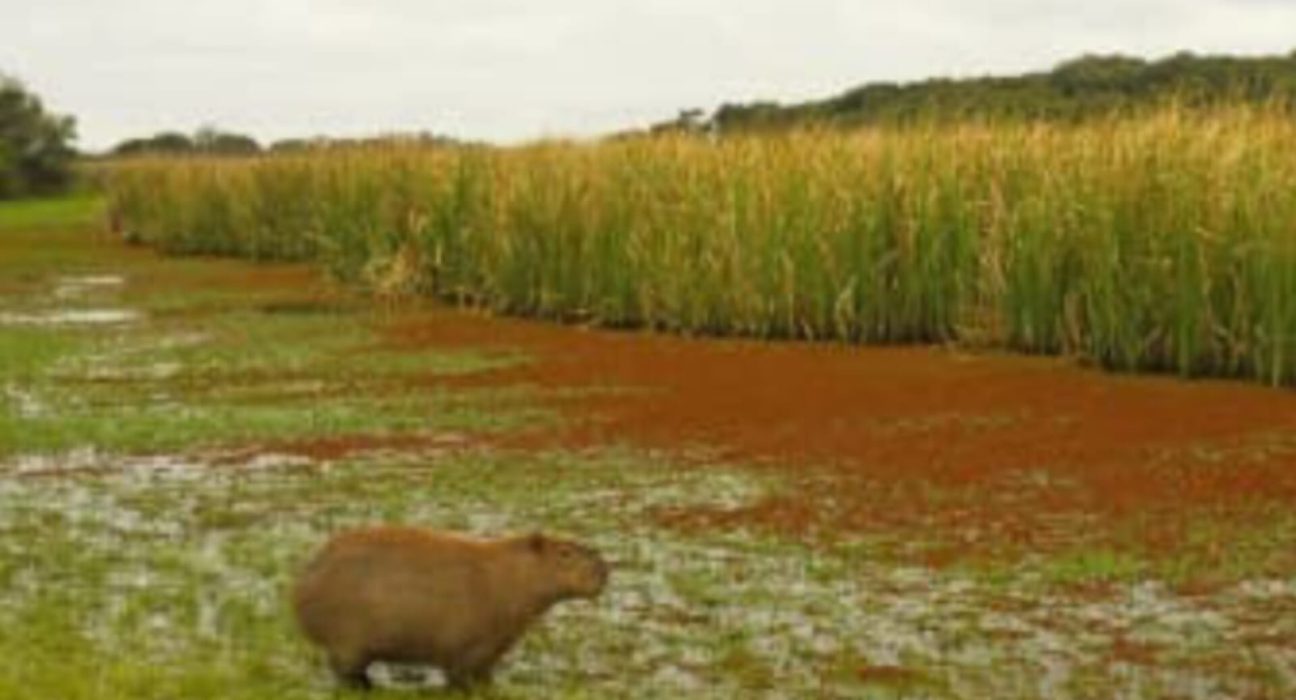Decretaron ampliación del Parque Nacional Esteros de Farrapos e Islas del Río Uruguay