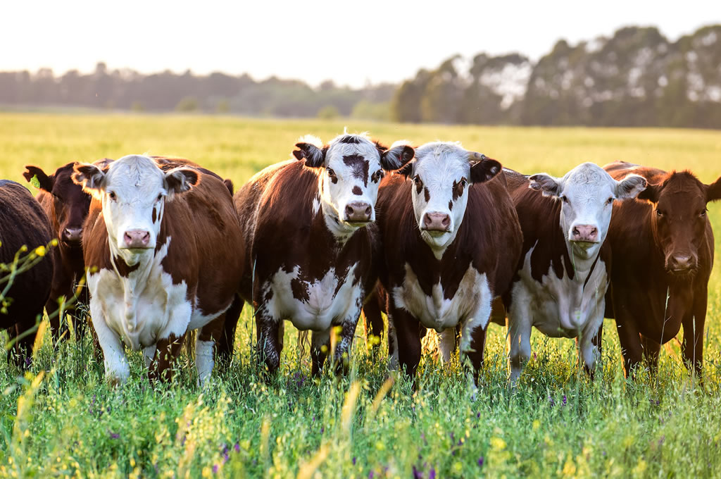 Lanzan concurso para sensibilizar sobre sistemas agroalimentarios sostenibles