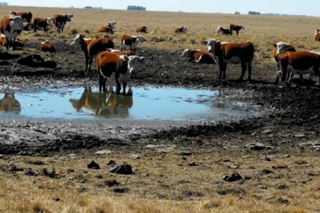 Ganadería y Defensa conforman equipo de ayuda a productores agropecuarios