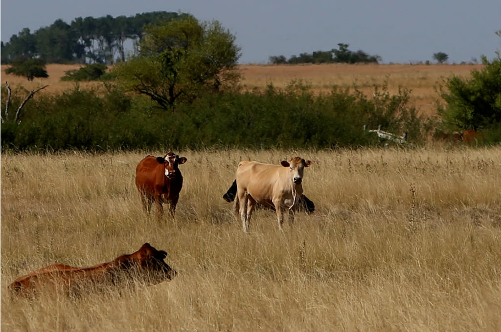BSE estima pérdida de “decena de millones de dólares” para cubrir pólizas por sequía