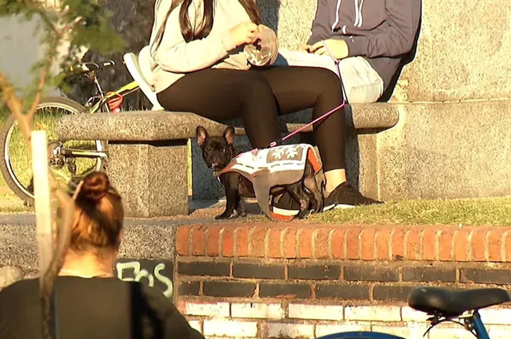 Gobierno promueve castración y chipeo por "situación crítica" en población de perros y gatos