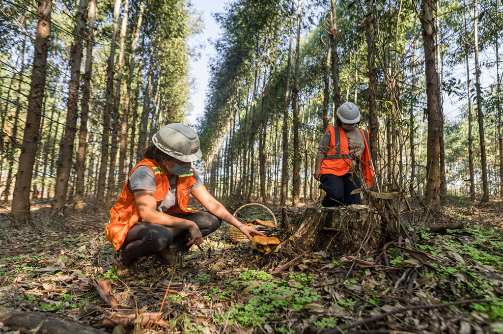 Finalizó la fase de recolección y elaboración del proyecto 'Ruta del Hongo'