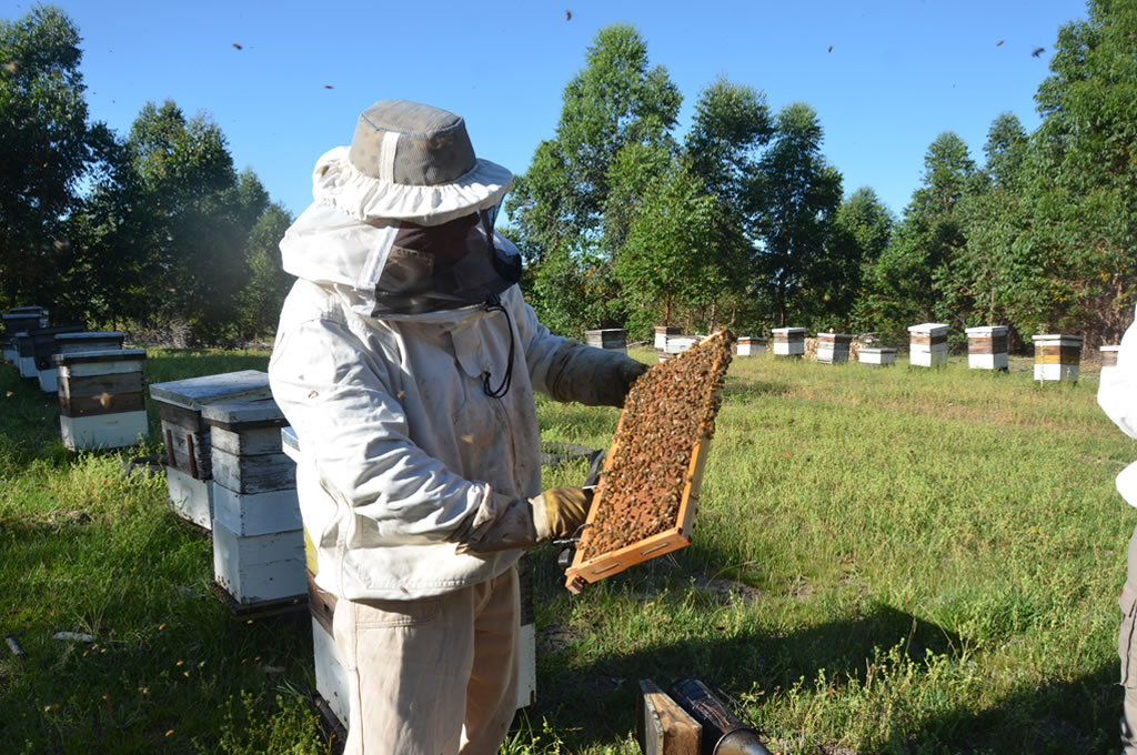 UPM continúa impulsando la profesionalización del sector apícola uruguayo