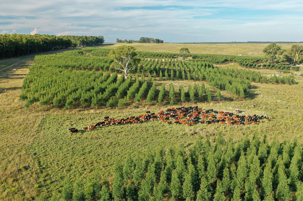 UPM es la única empresa de la industria forestal y papel en los índices de sostenibilidad Global y Europeo de Dow Jones