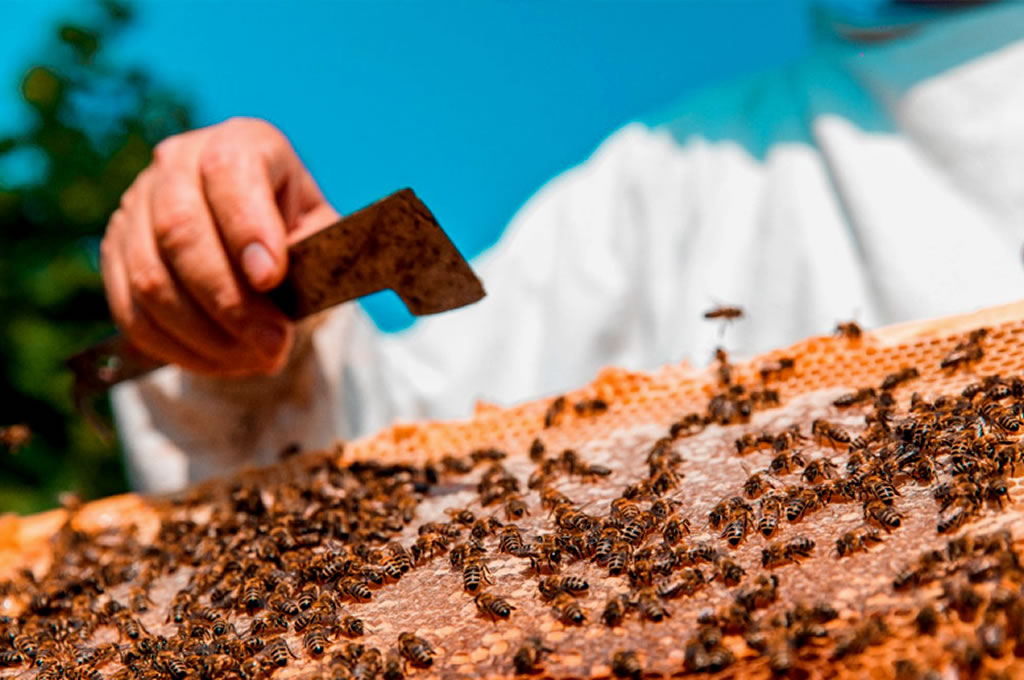 UPM Uruguay convoca a apicultores